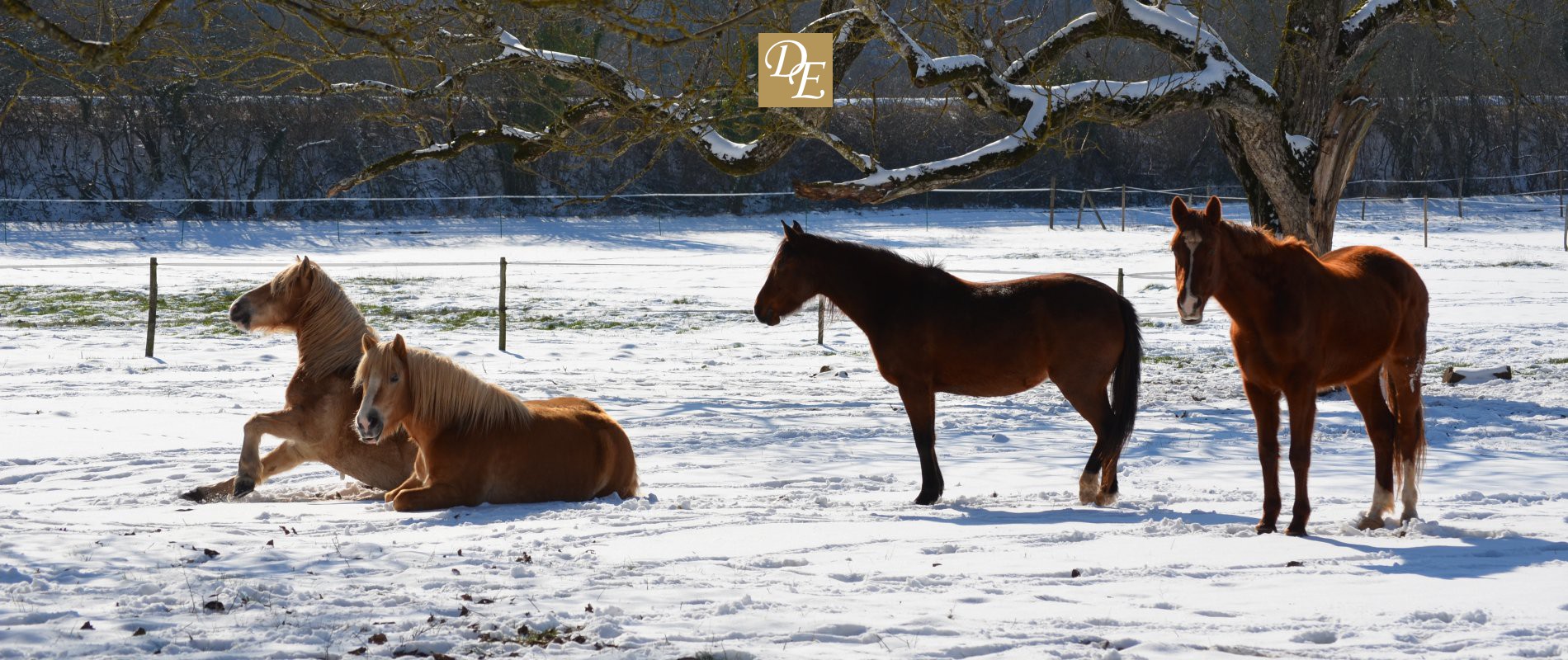 La vallée des chevaux en hiver